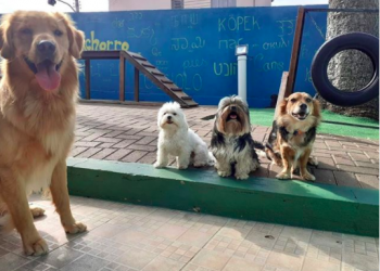 Creches e hotéis para cachorro em Curitiba
