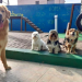 Creches e hotéis para cachorro em Curitiba