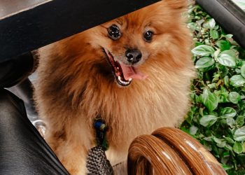 40 lugares para ir com seus pets em Curitiba