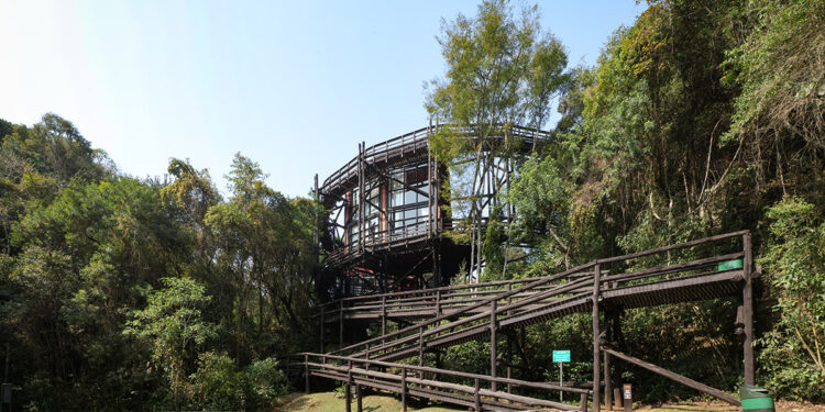 O poeta das estruturas, Domingos Bongestabs