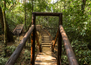 Bosques secretos de Curitiba para descobrir no feriadão