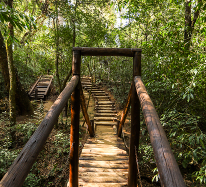 Bosques secretos de Curitiba para descobrir no feriadão